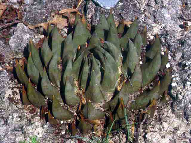 Ariocarpus trigonus