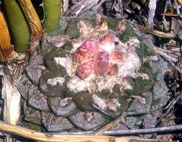 Ariocarpus lloydii