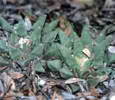 Ariocarpus retusus