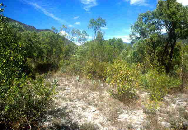 Ariocarpus trigonus habitat