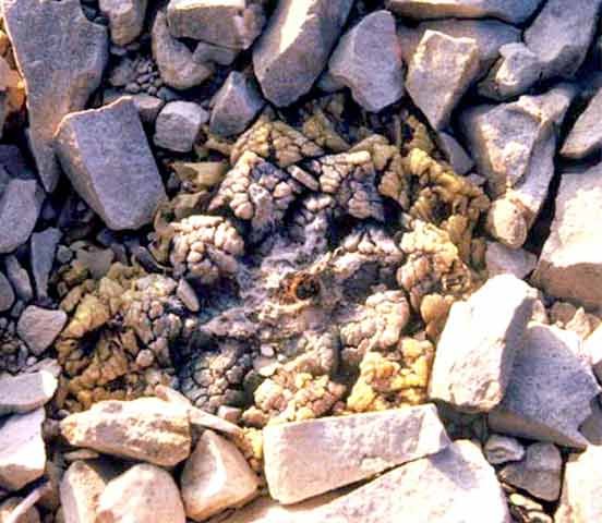 Ariocarpus fissuratus