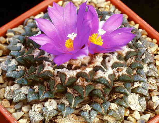 Ariocarpus kotschoubeyanus elephantidens