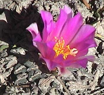 Ariocarpus kotschoubeyanus