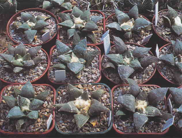 Ariocarpus furfuraceus