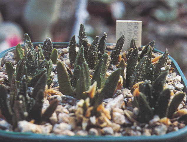 Ariocarpus scaphirostris