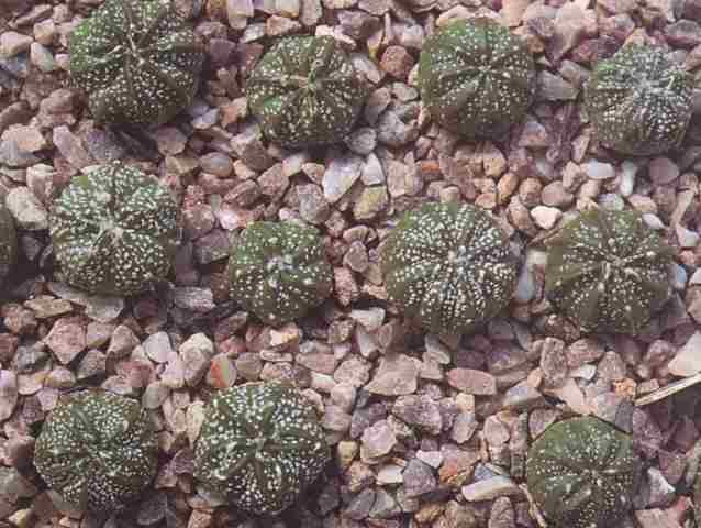 Astrophytum asterias hybrids