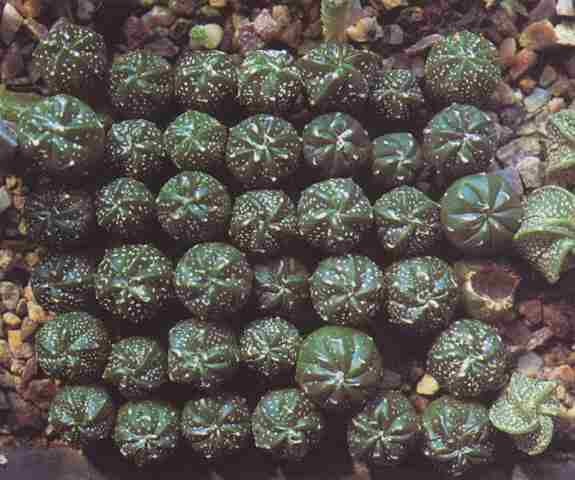 Astrophytum asterias hybrids