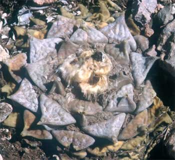 Ariocarpus retusus