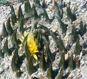 Ariocarpus retusus subsp. trigonus
