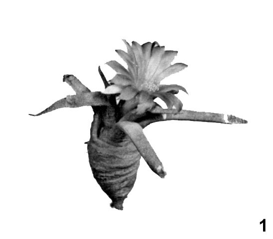 Ariocarpus agavoides