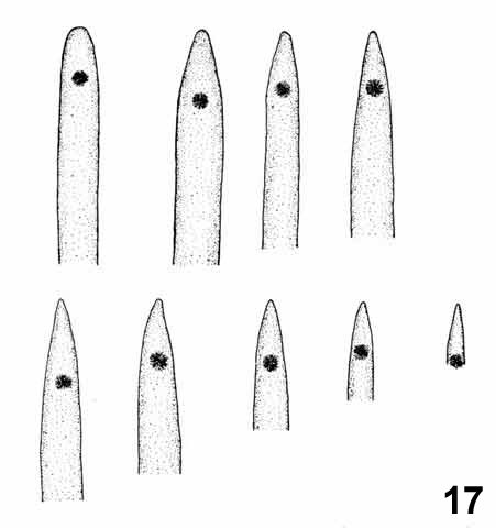 Ariocarpus agavoides tubercle structure