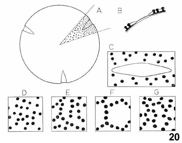 Ariocarpus seed structures