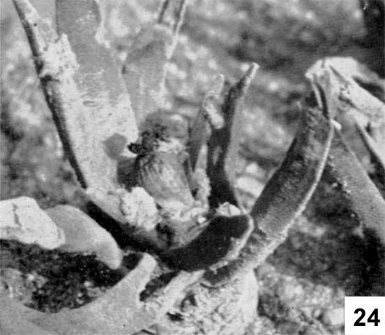 Ariocarpus agavoides