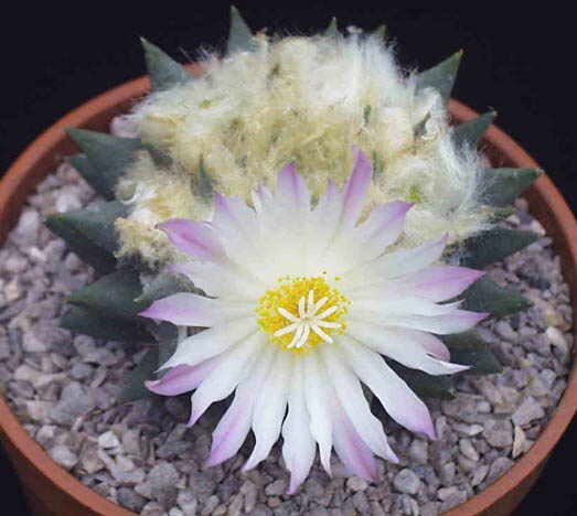 Ariocarpus sp. Aramberri