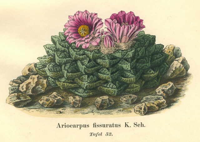 Ariocarpus fissuratus