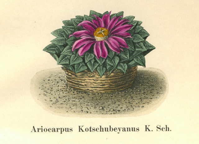 Ariocarpus kotschoubeyanus