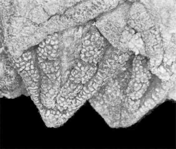 Ariocarpus fissuratus hintonii