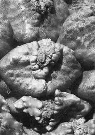 Ariocarpus fissuratus