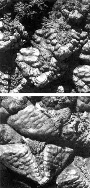 Ariocarpus fissuratus