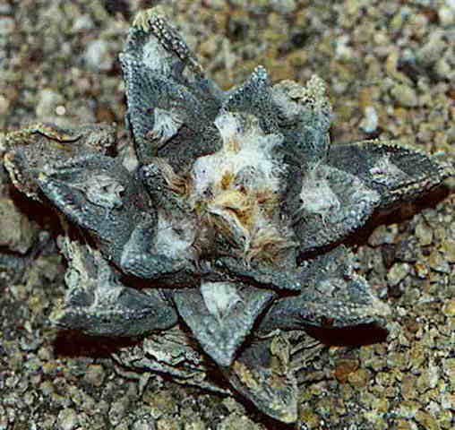 Ariocarpus bravoanus