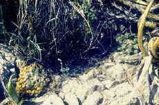 Ariocarpus fissuratus