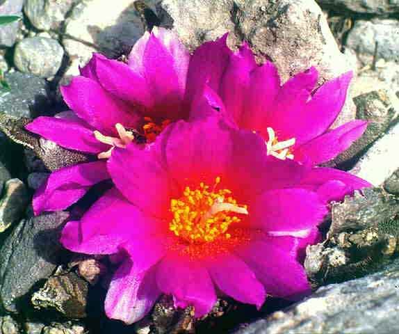 Ariocarpus agavoides