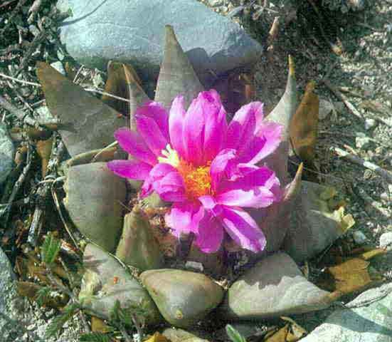 Ariocarpus sp. Aramberri