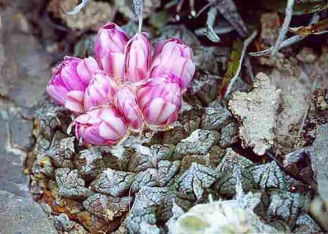 Ariocarpus intermedius