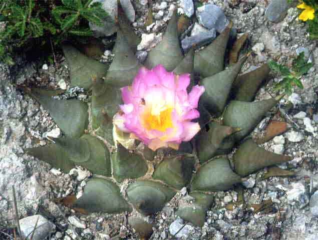 Ariocarpus retusus