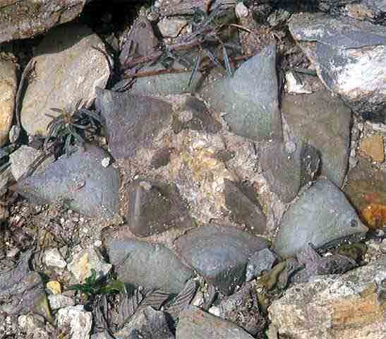 Ariocarpus retuisus