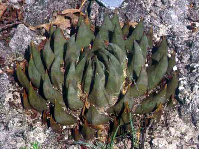 Ariocarpus trigonus