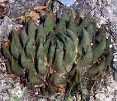 Ariocarpus trigonus