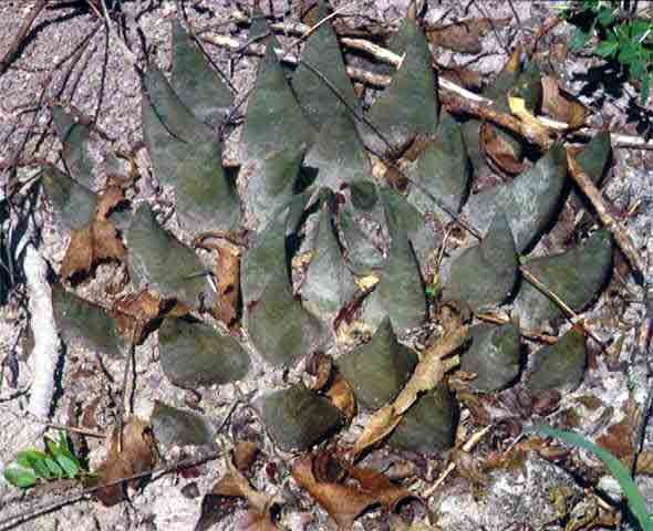 Ariocarpus trigonus