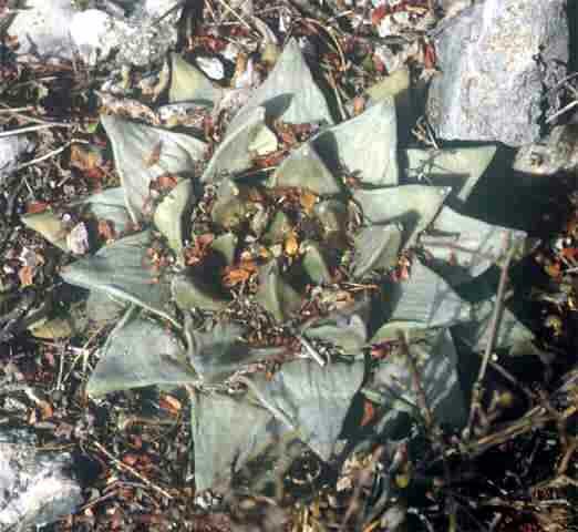 Ariocarpus retusus