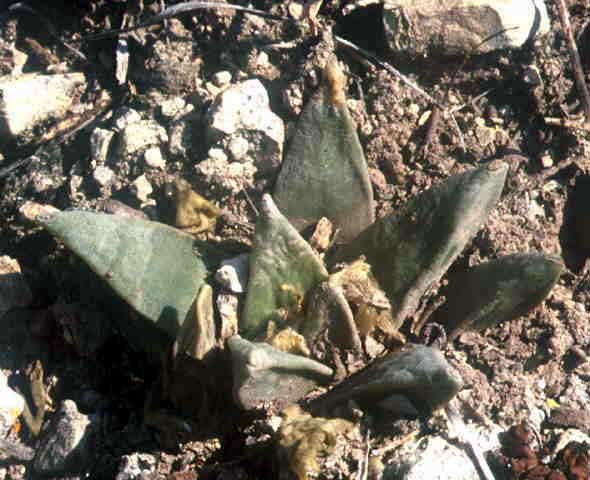 Ariocarpus retusus