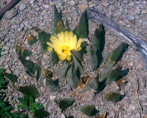 Ariocarpus trigonus
