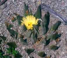 Ariocarpus trigonus elongatus