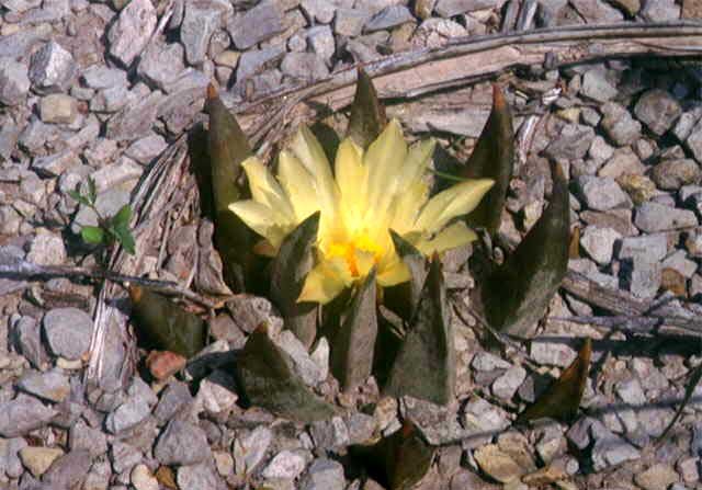Ariocarpus trigonus