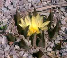 Ariocarpus trigonus elongatus