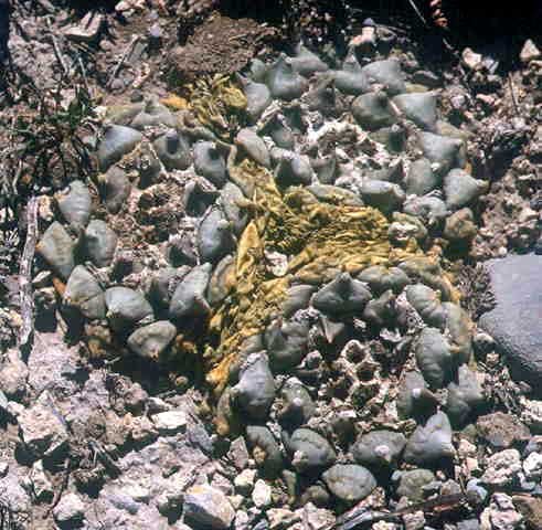 Ariocarpus retusus