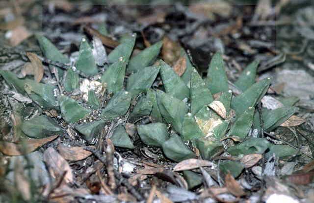 Ariocarpus retusus