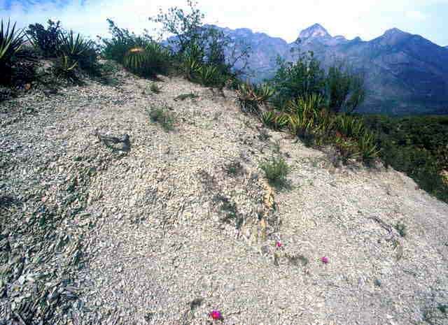 Ariocarpus scaphirostris