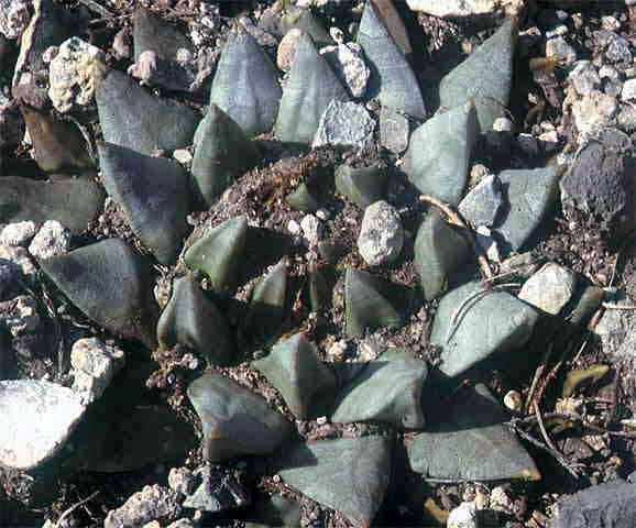 Ariocarpus retusus