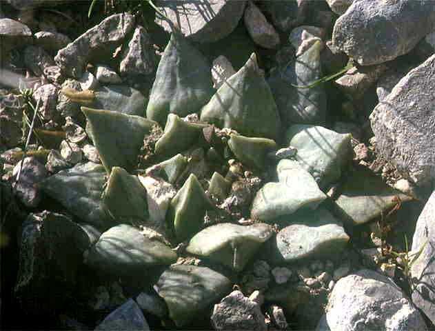 Ariocarpus retusus