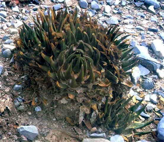 Ariocarpus trigonus elongatus