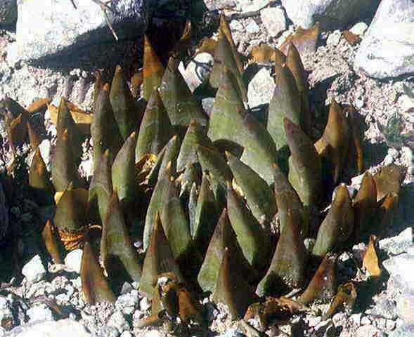 Ariocarpus trigonus