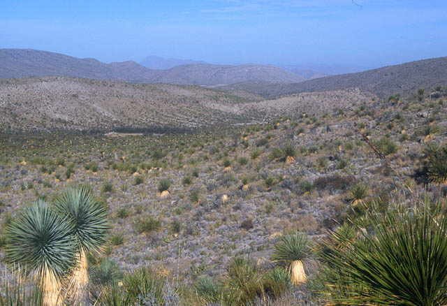 Ariocarpus fissuratus