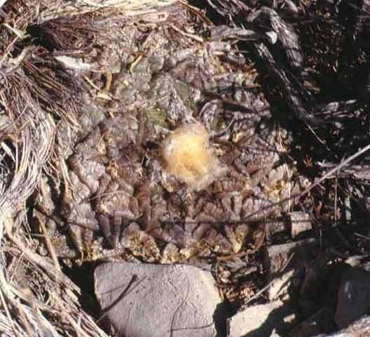 Ariocarpus fissuratus