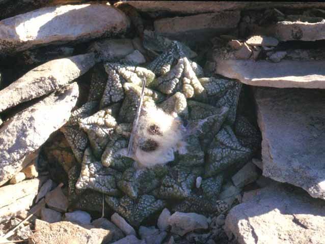 Ariocarpus fissuratus