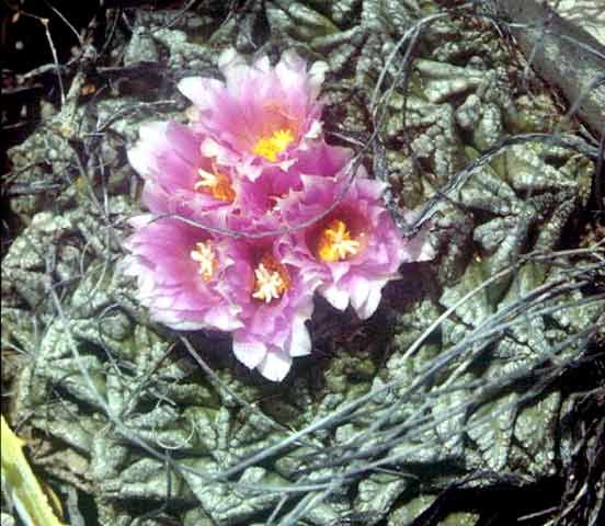 Ariocarpus fissuratus